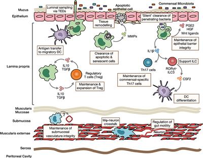 Origin, Differentiation, and Function of Intestinal Macrophages